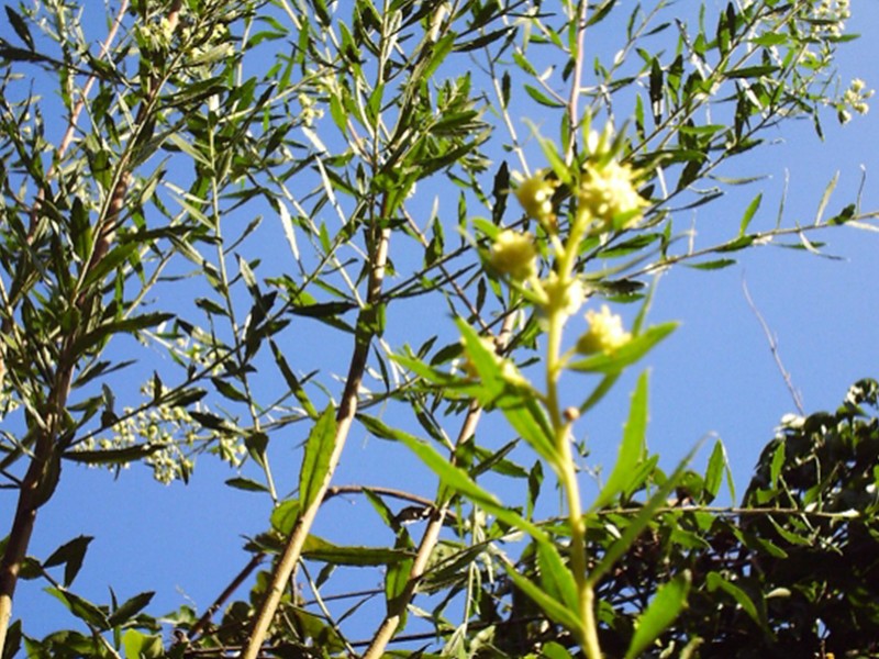 Alecrim do Campo (Baccharis dracunculifolia) - Alecrim do Campo (folhas) Orgnico 30g Kampo de Ervas